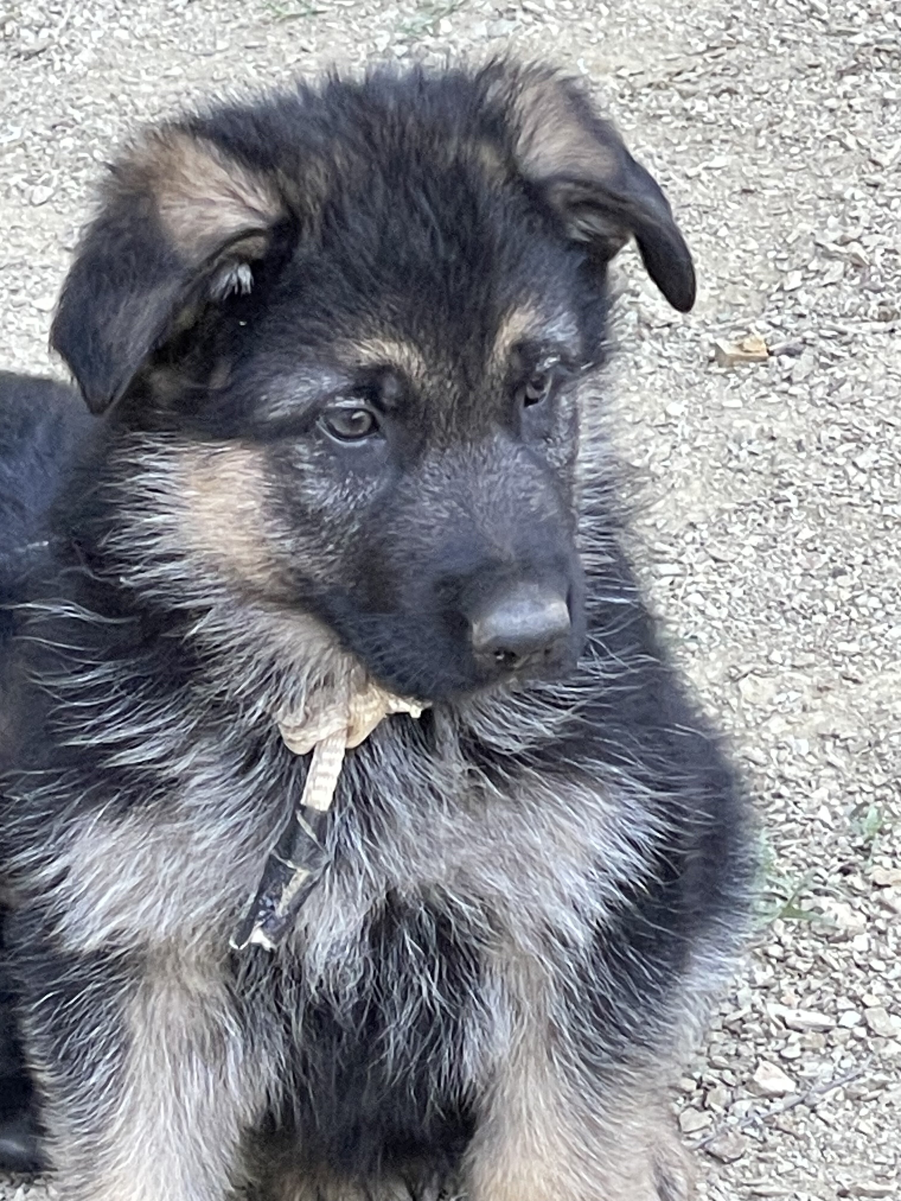 German Shepherd puppies image 1