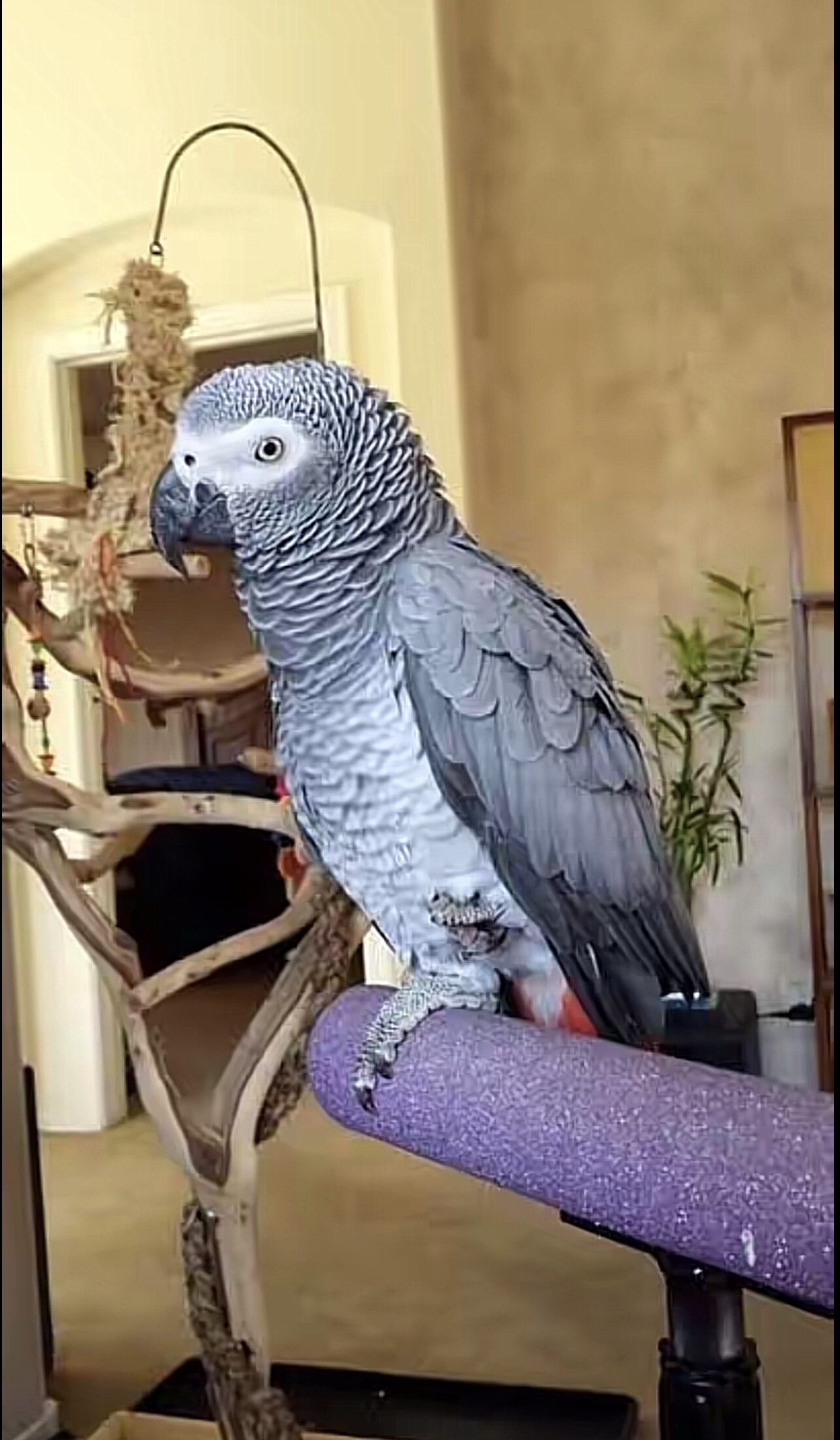 Intelligent African Grey Parrot – Looking for an E image 1