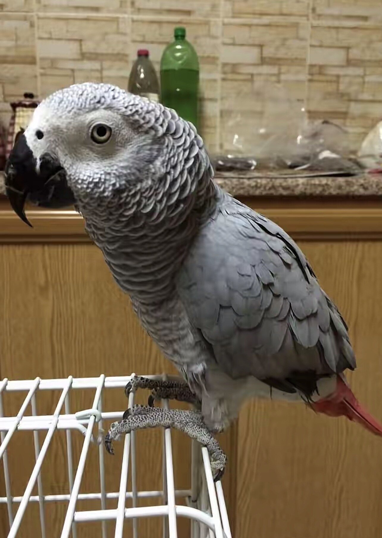 Intelligent African Grey Parrot – Looking for an E image 4