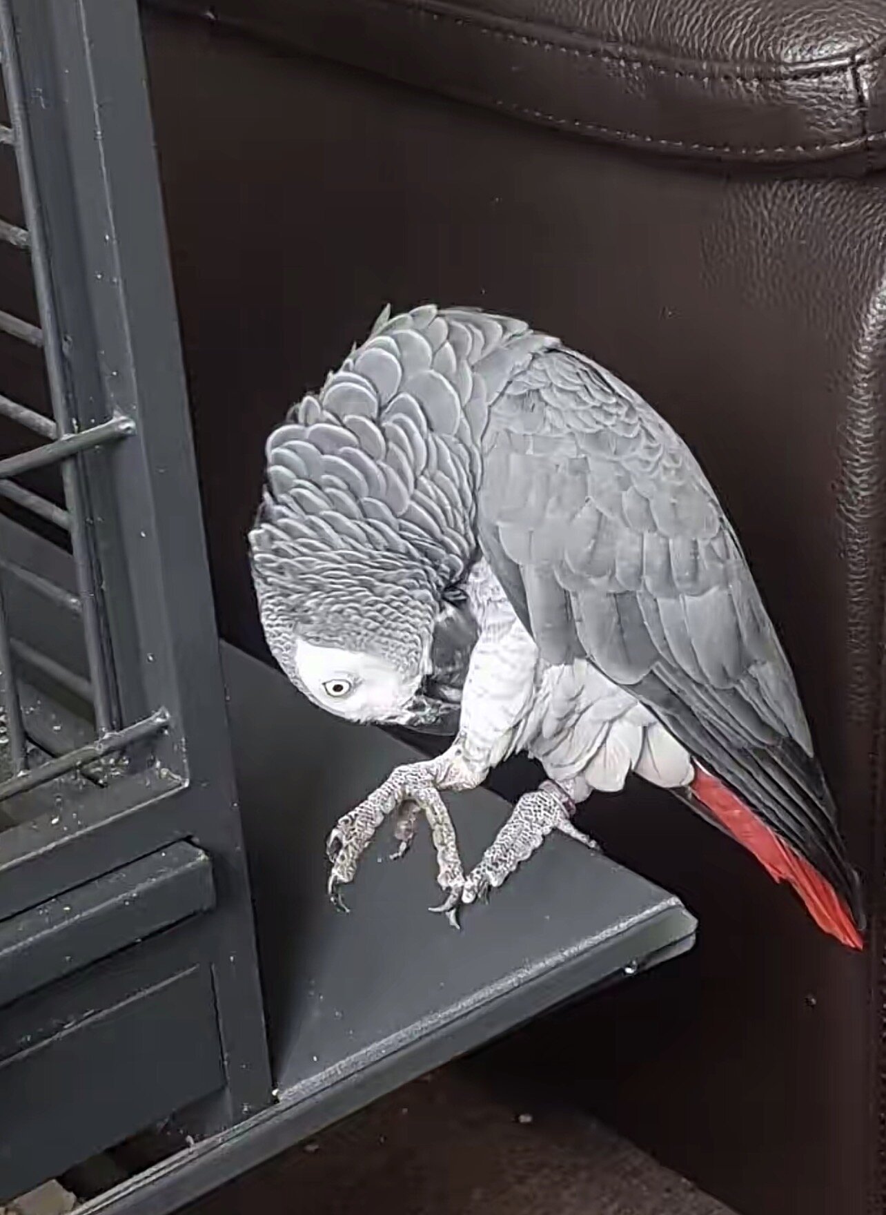 Intelligent African Grey Parrot – Looking for an E image 3