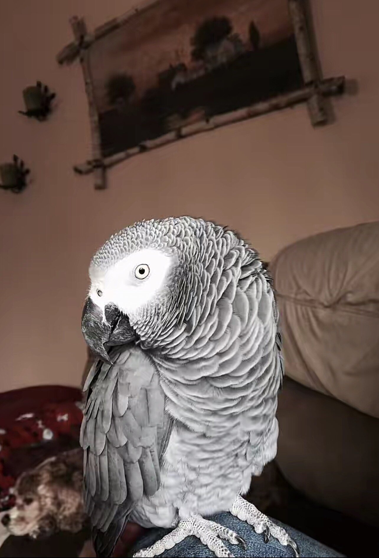 Intelligent African Grey Parrot – Looking for an E image 2
