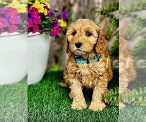 BERNIE MINI Goldendoodle (Miniature) Puppy image 1