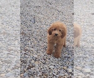 ALVIN MINI Goldendoodle (Miniature) Puppy image 1