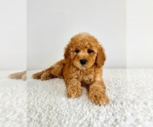 MINI GOLDENDOODLE PUPPY image 1