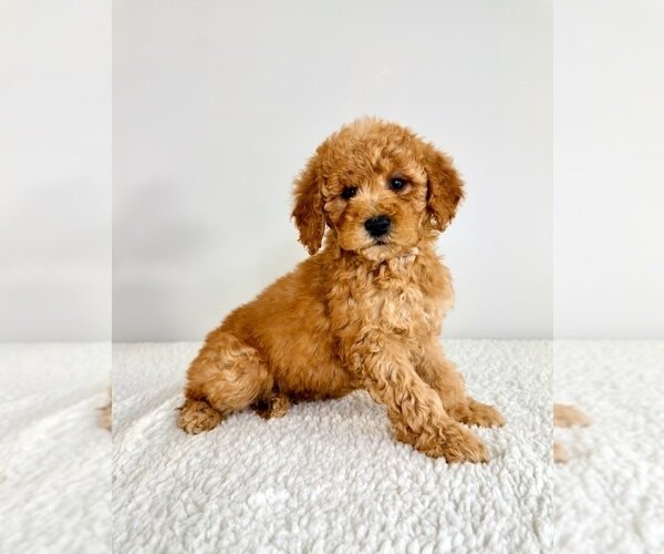 MINI GOLDENDOODLE PUPPY image 4