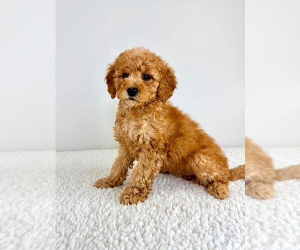 MINI GOLDENDOODLE PUPPY image 3
