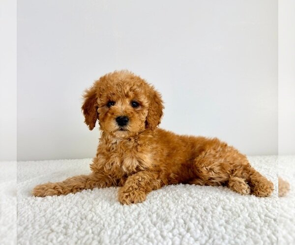 MINI GOLDENDOODLE PUPPY image 2