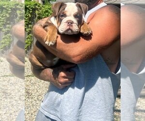 TOOTSIE English Bulldog Puppy image 1