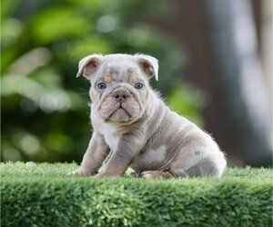 LILAC TRI MERLE MICRO PRINCE IN LA CA DELIVERY USA image 1