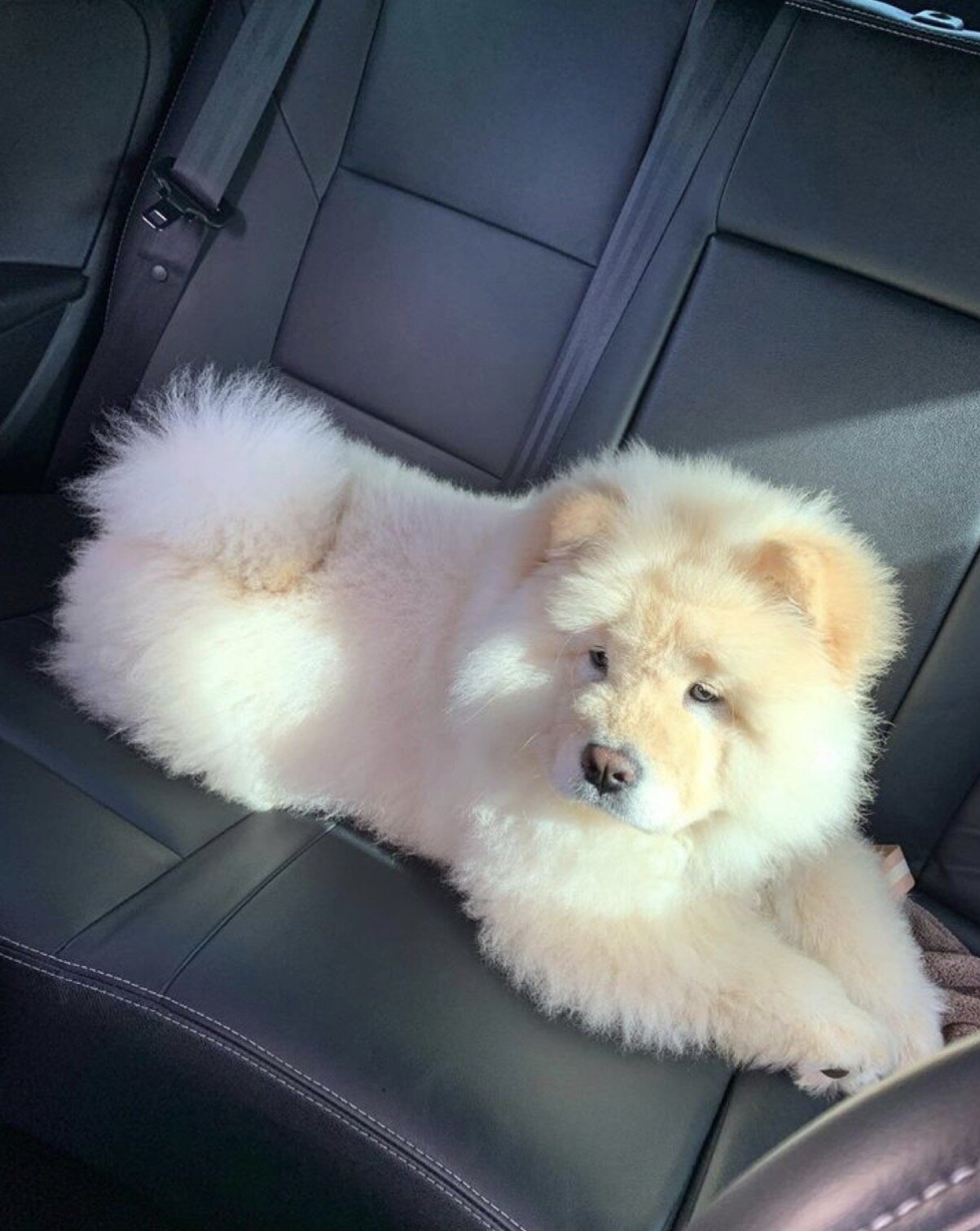 Loyal & Majestic Akita Puppy – Ready for a Confide image 3