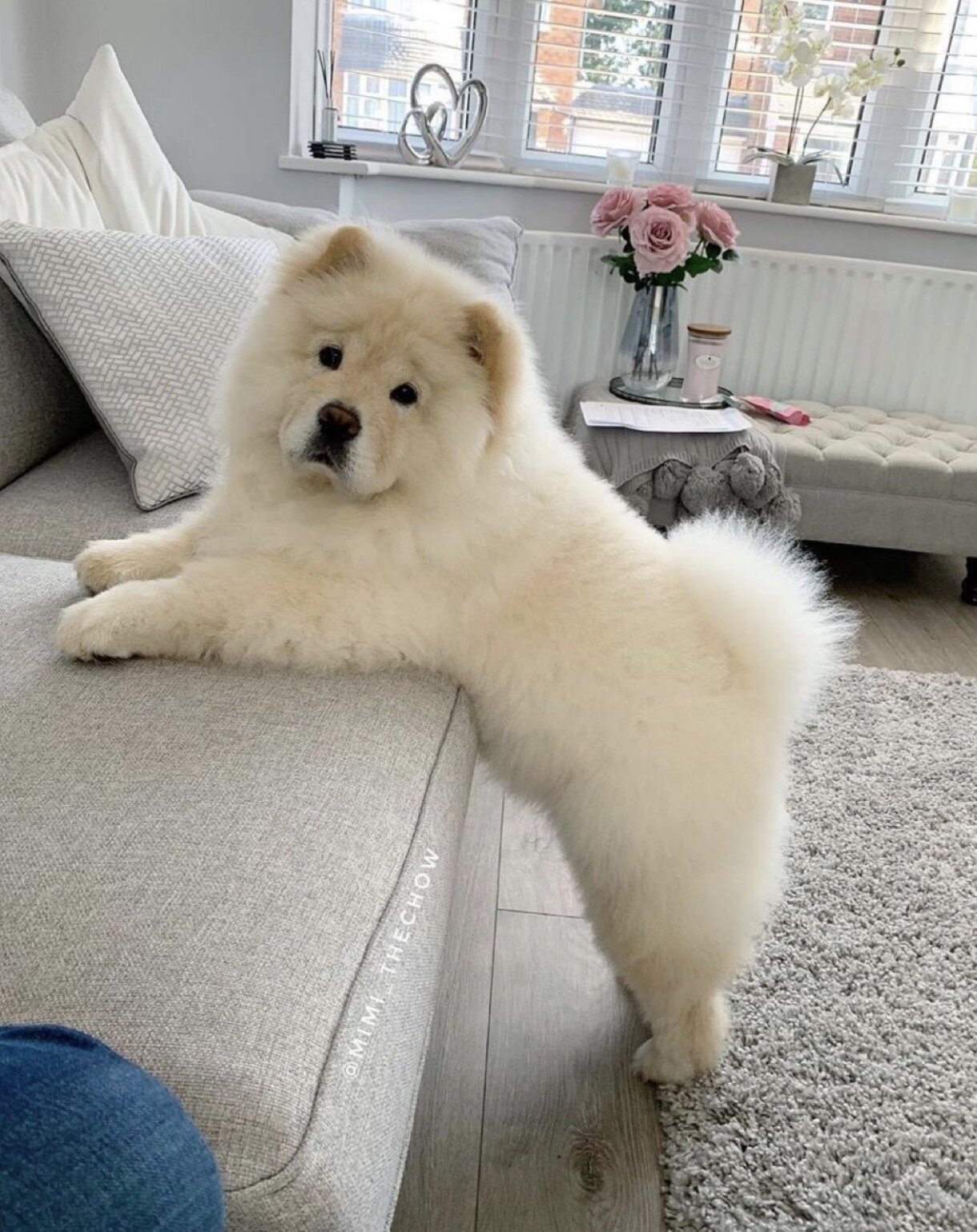 Loyal & Majestic Akita Puppy – Ready for a Confide image 2