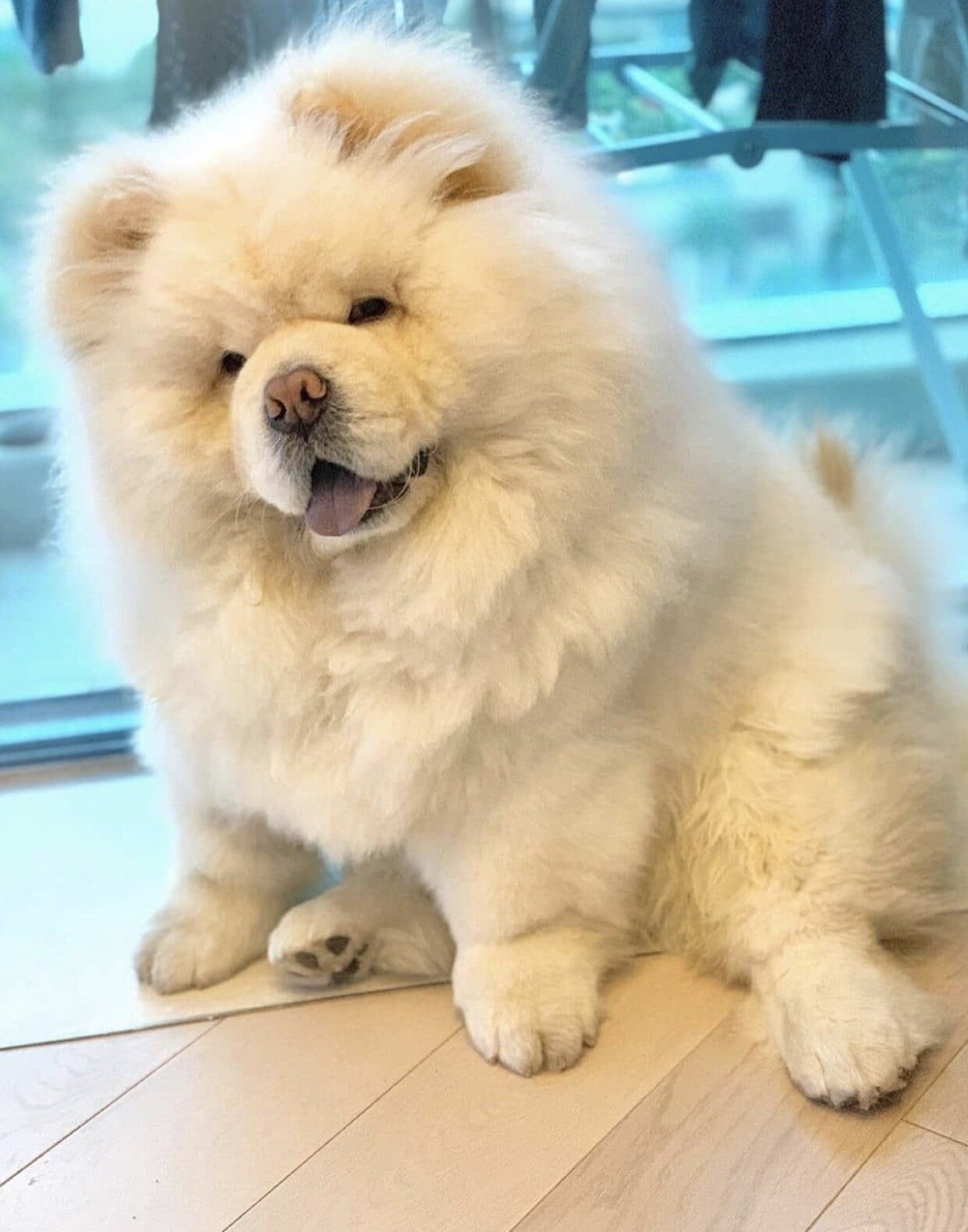 Loyal & Majestic Akita Puppy – Ready for a Confide image 1