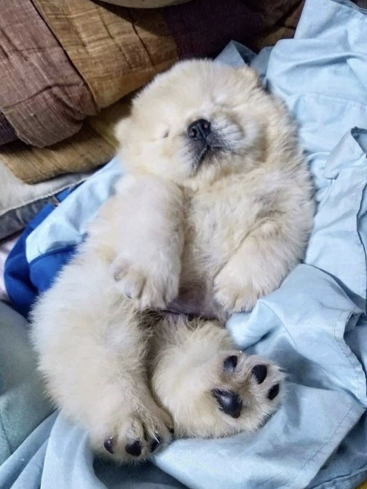 Loyal & Majestic Akita Puppy – Ready for a Confide image 4