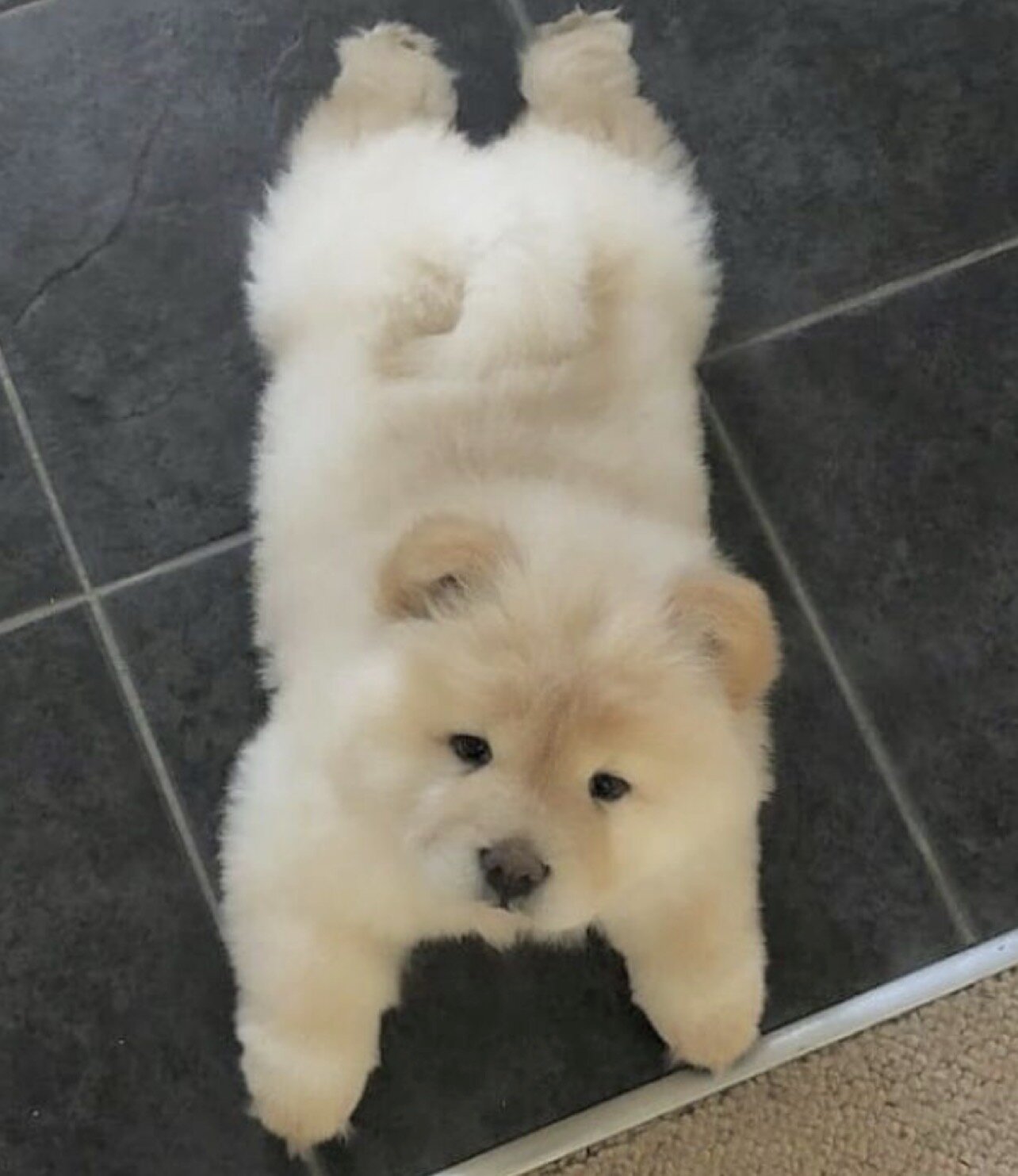 Loyal & Majestic Akita Puppy – Ready for a Confide image 5
