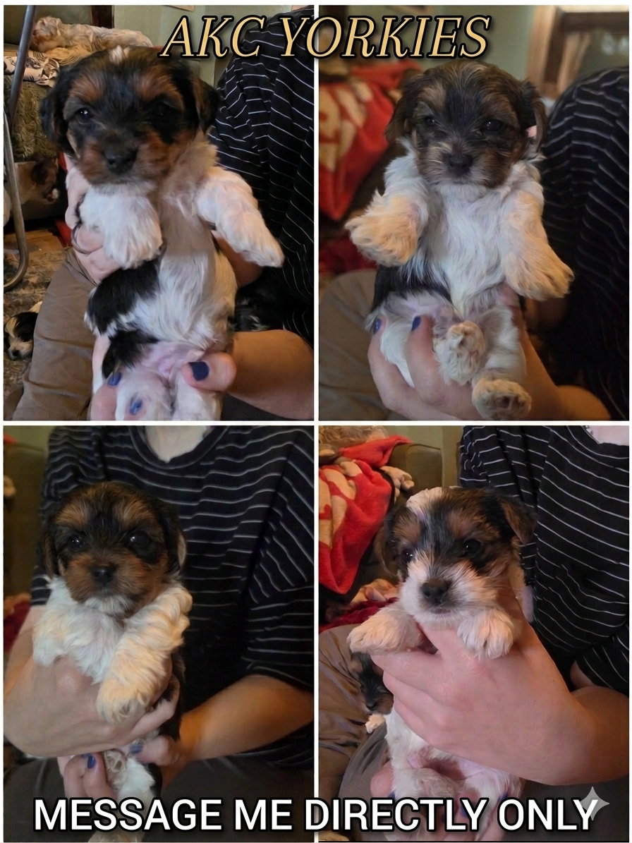 YORKIES AKC PARTI yorkie image 1