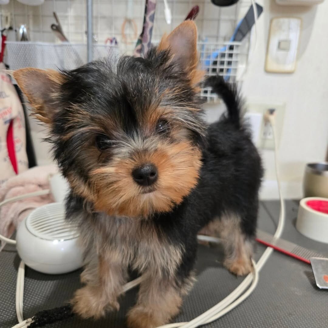 Yorkie Puppy image 2
