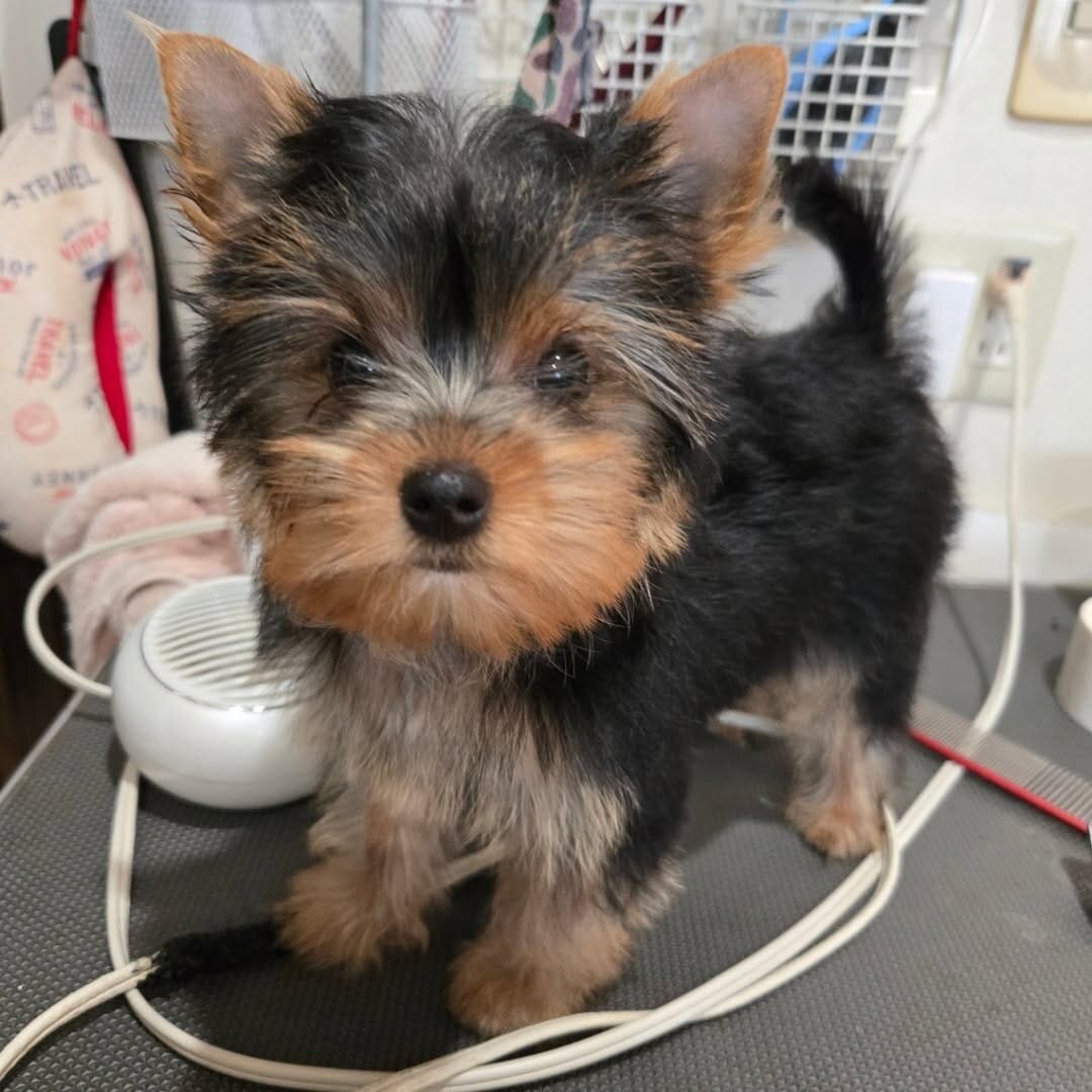 Yorkie Puppy image 4