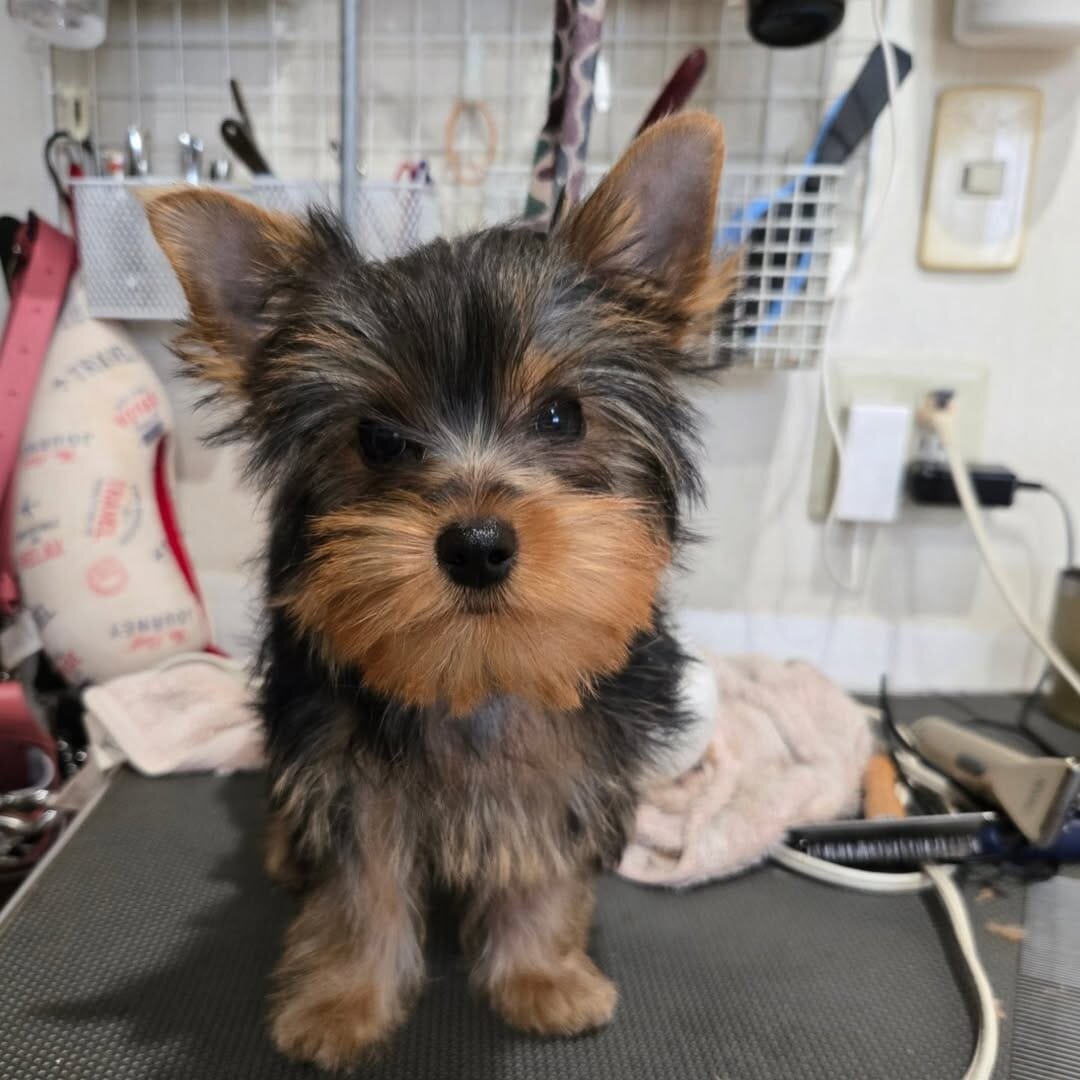 Yorkie Puppy image 3