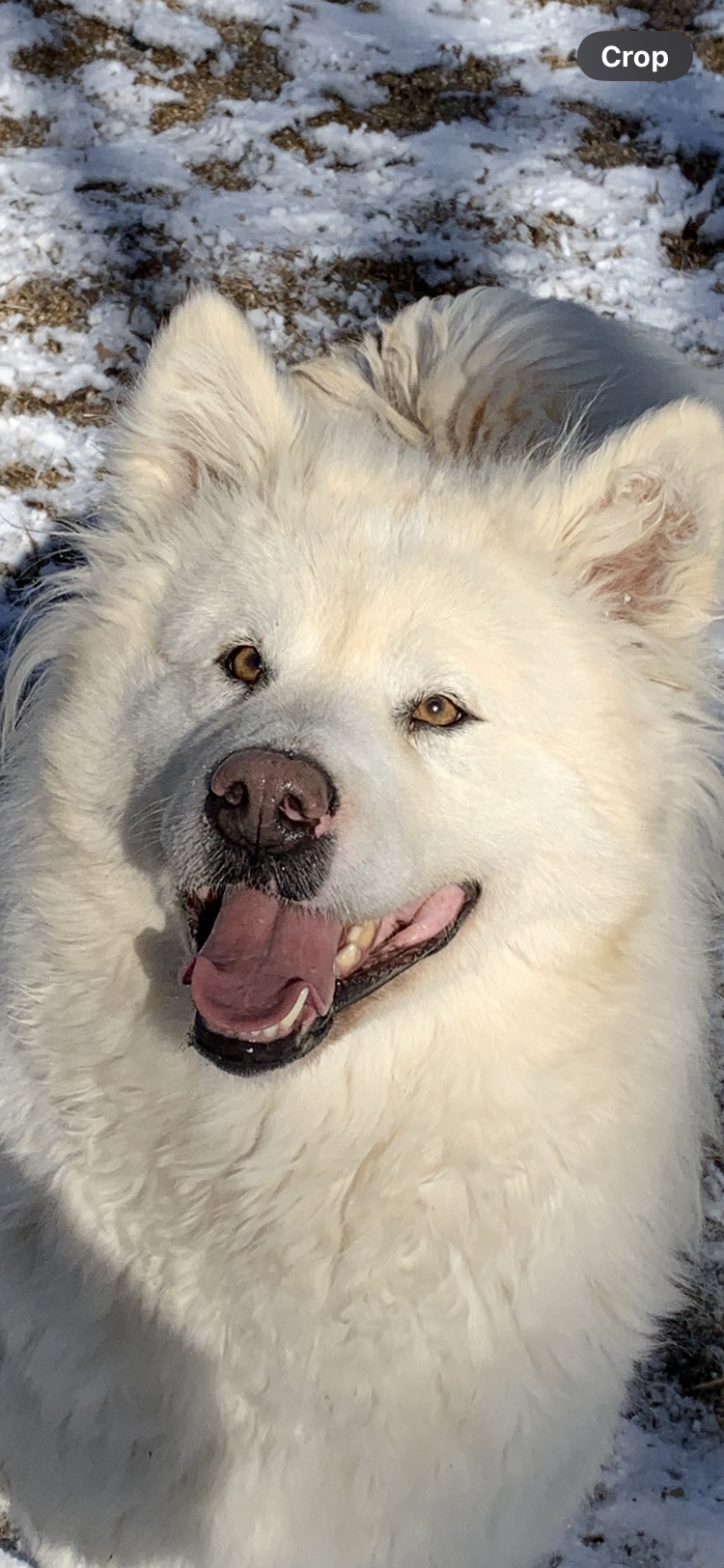 Alaskan malamute for adoption image 2