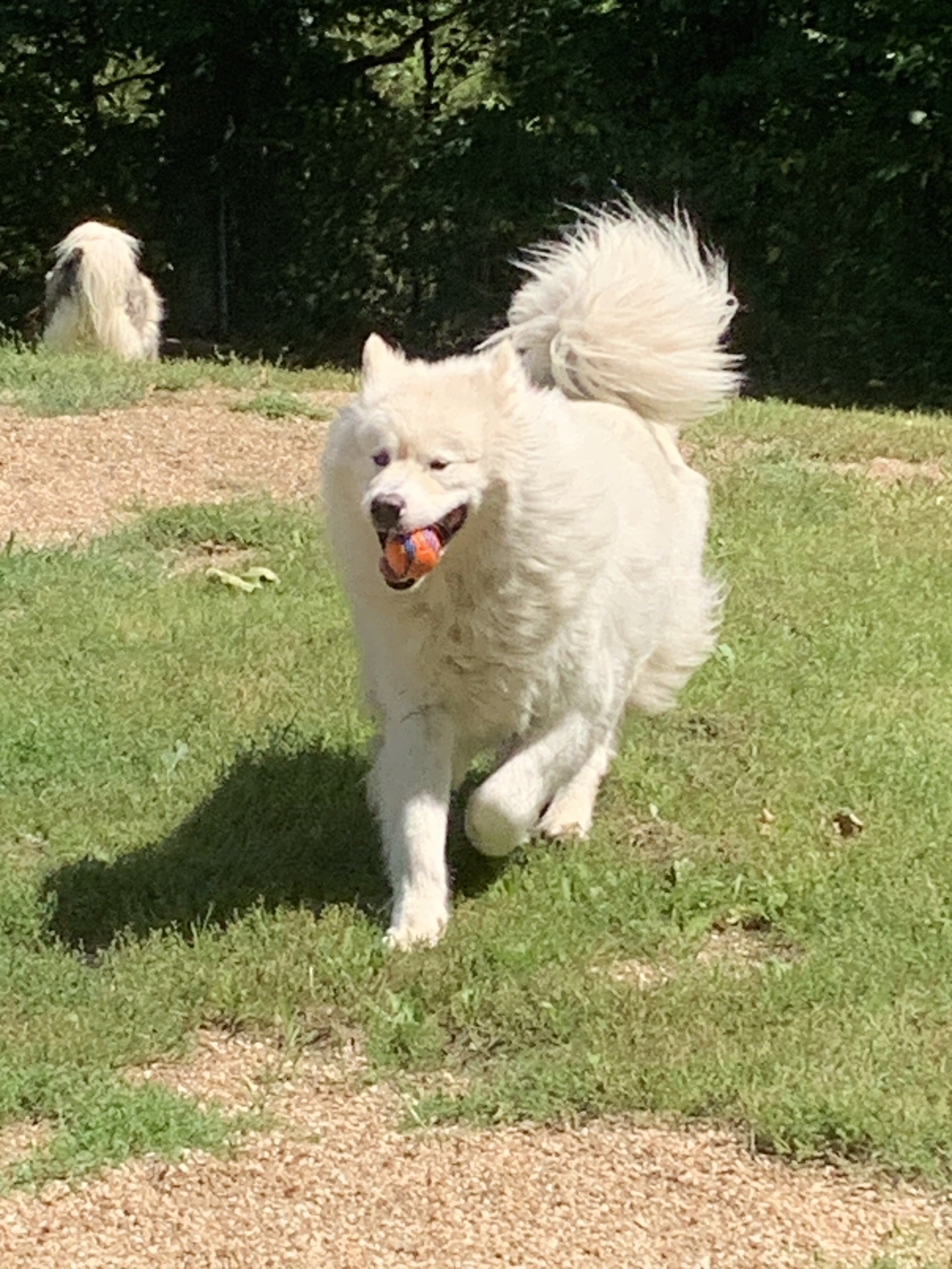 Alaskan malamute for adoption image 1