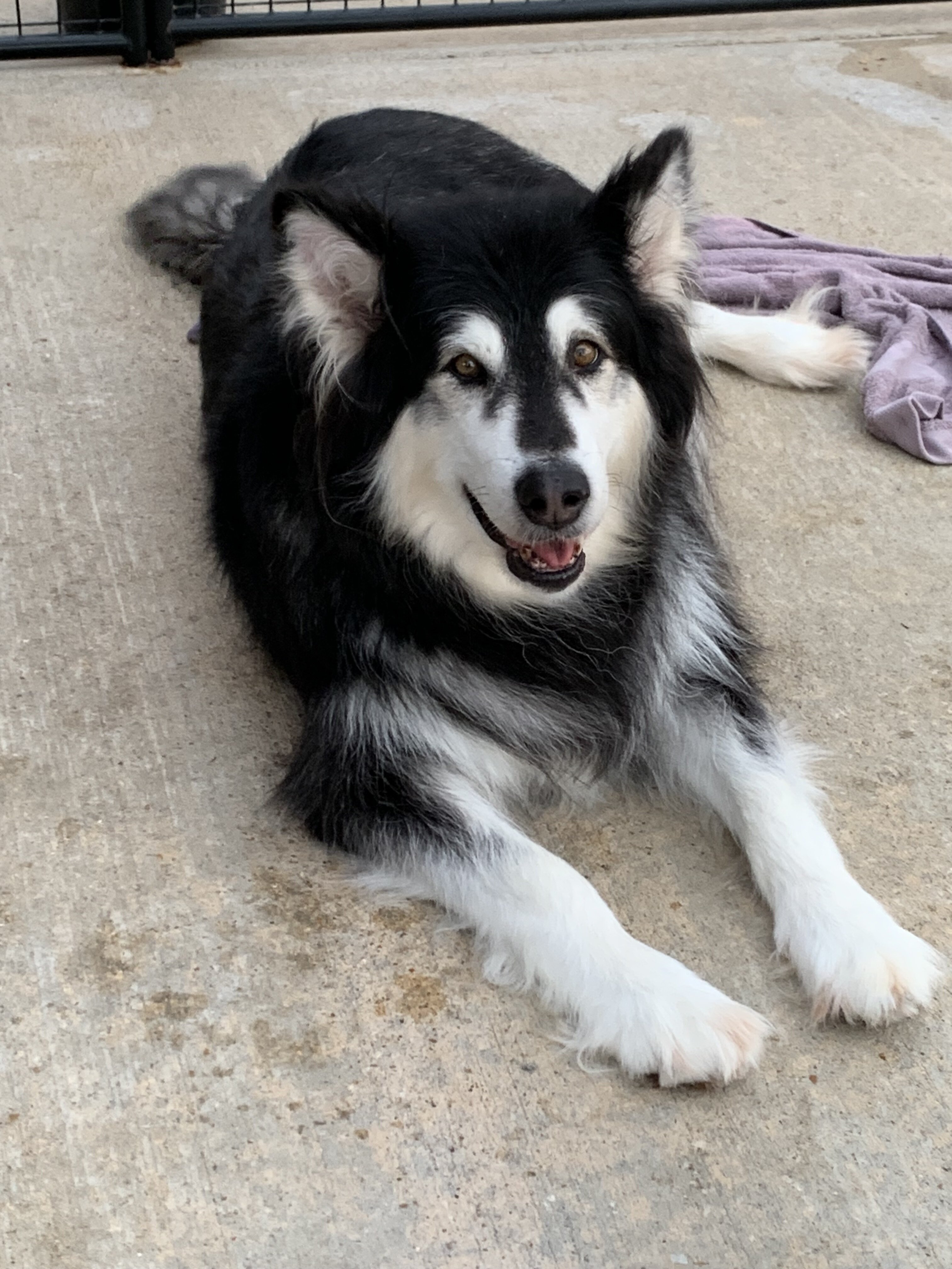 Alaskan malamute- Lakita image 2