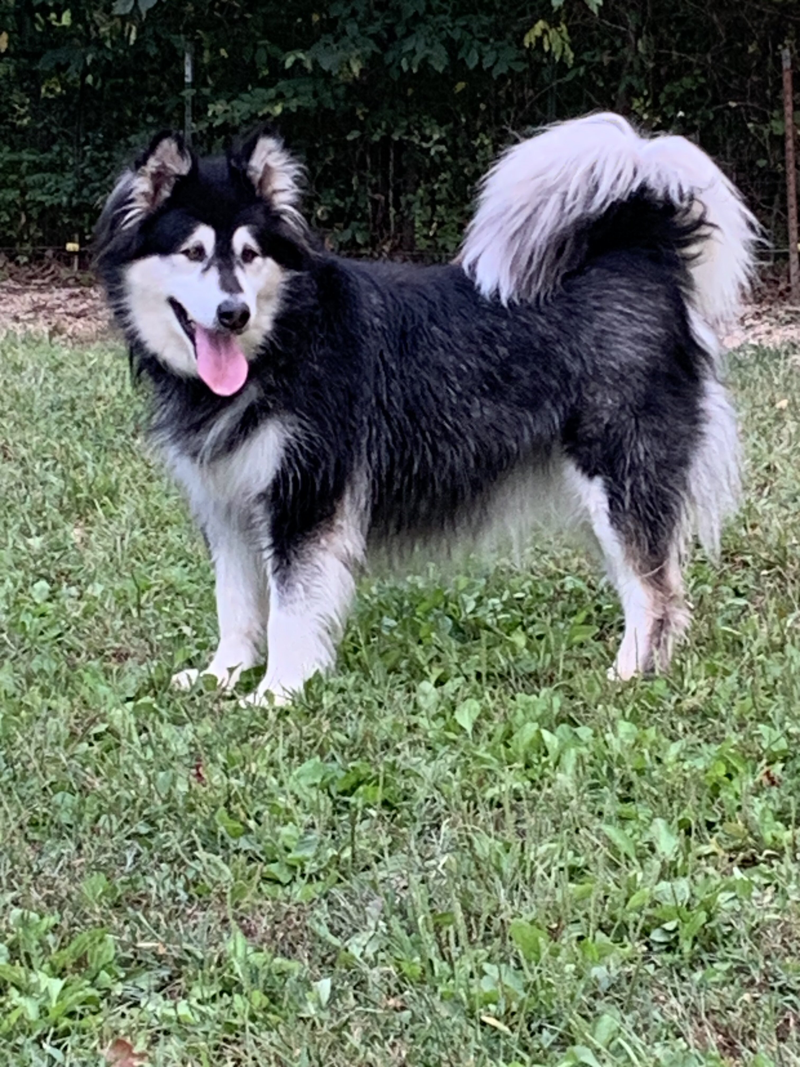 Alaskan malamute- Lakita image 1