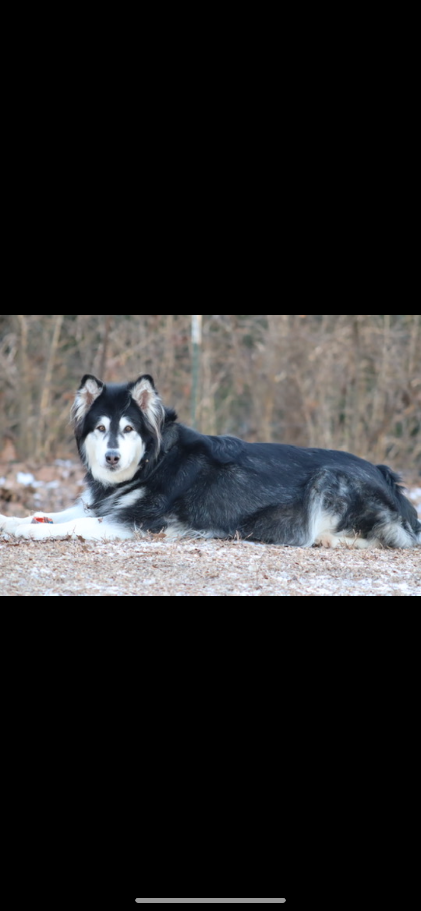 Alaskan malamute- Lakita image 3