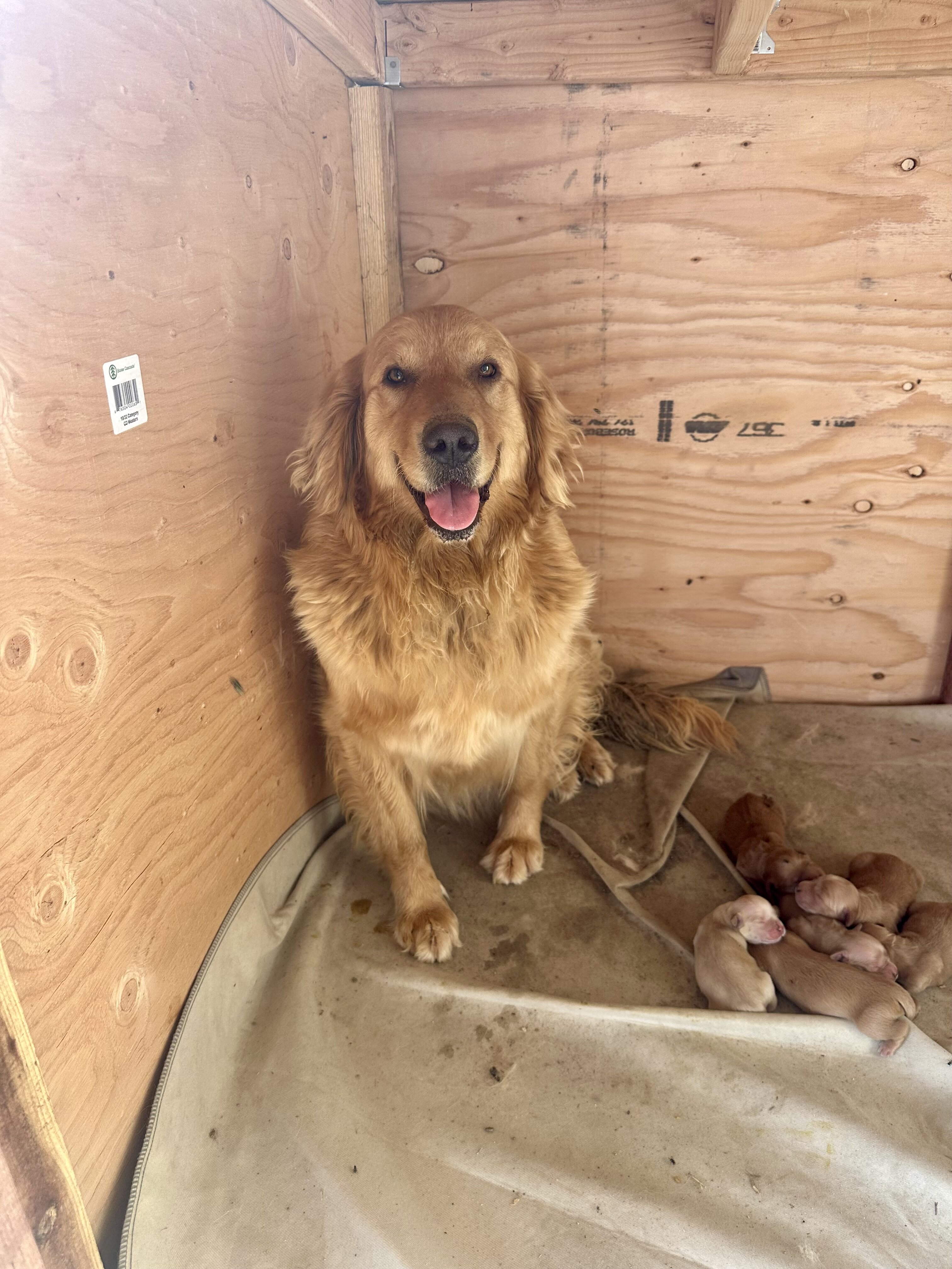 Golden Retriever Puppies image 1