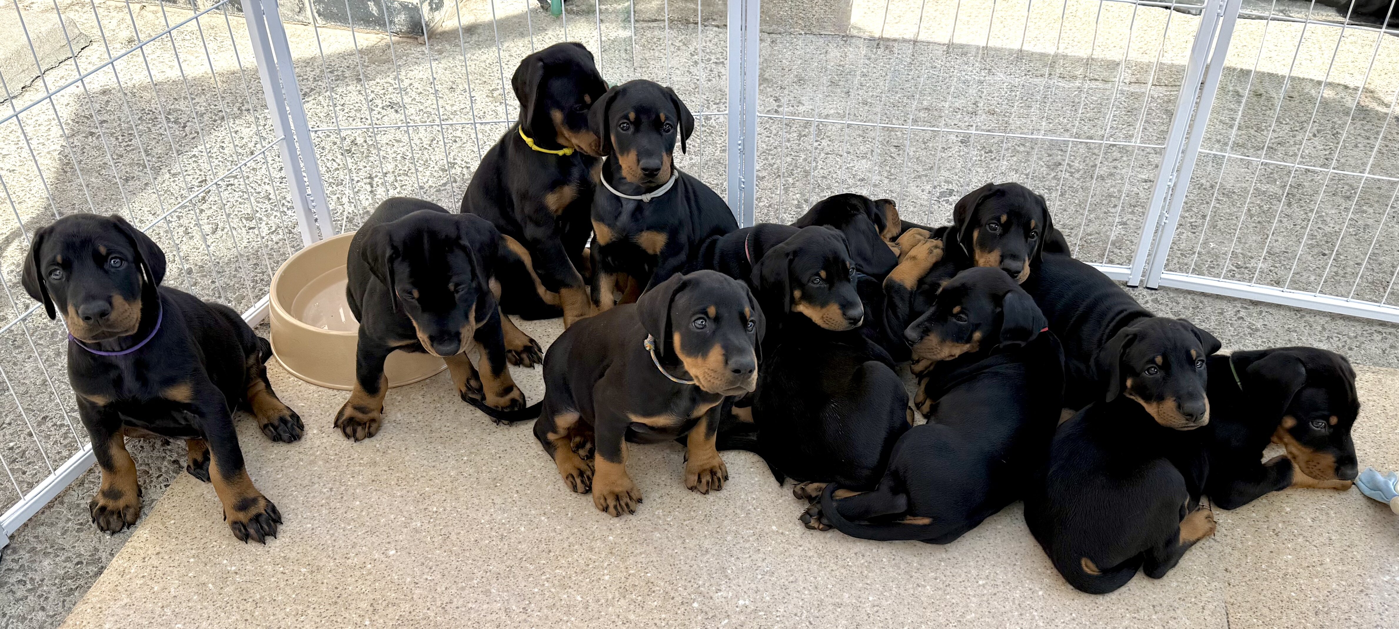 Dobermann image 1