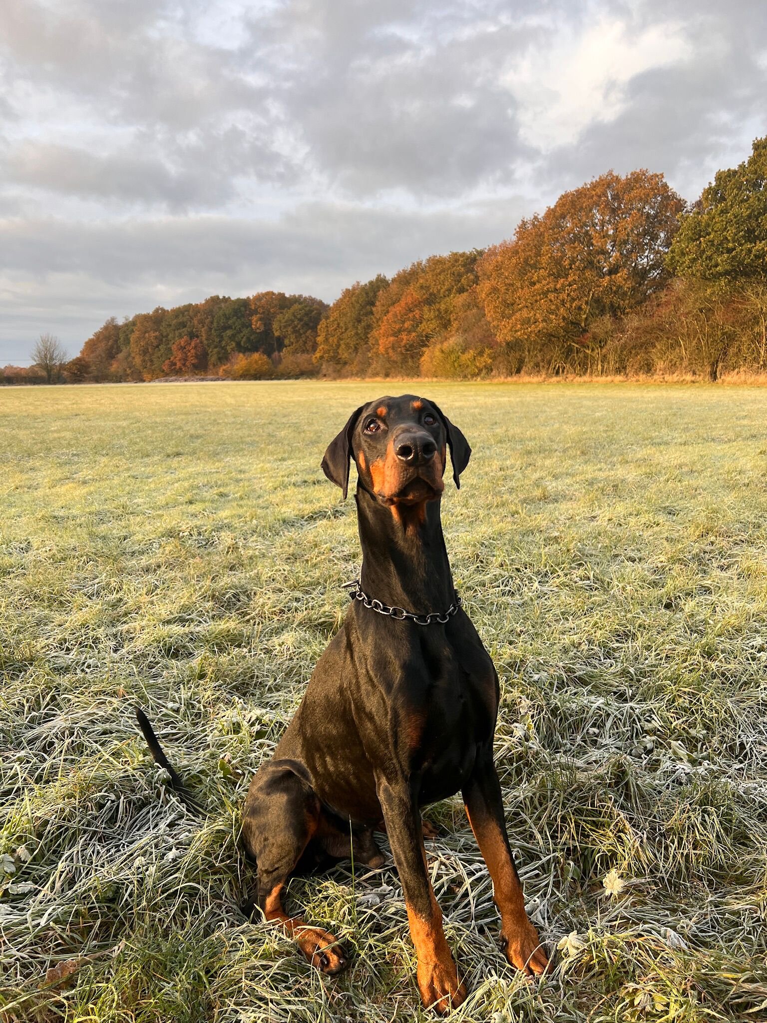 Dobermann image 2