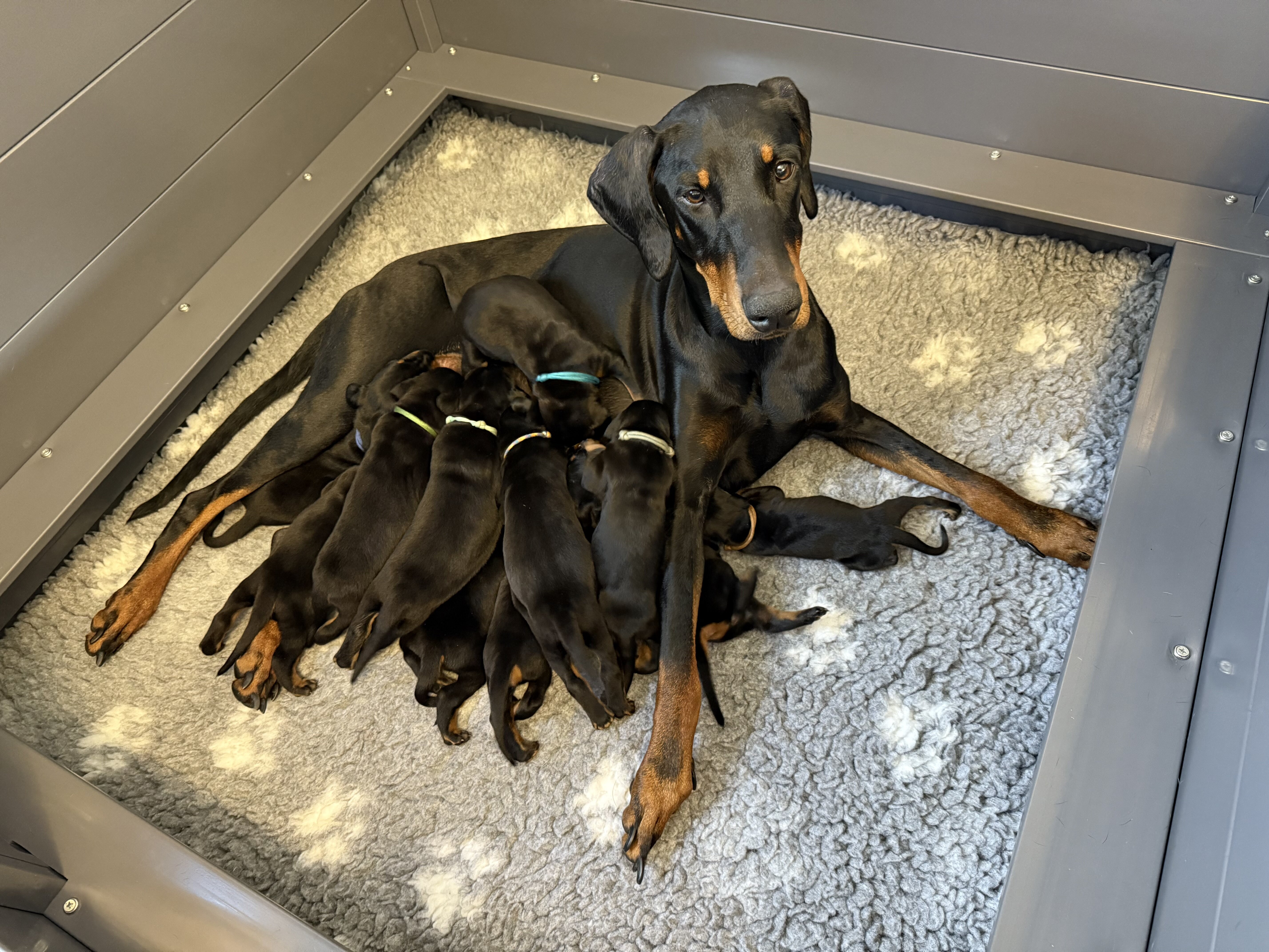 Dobermann image 3