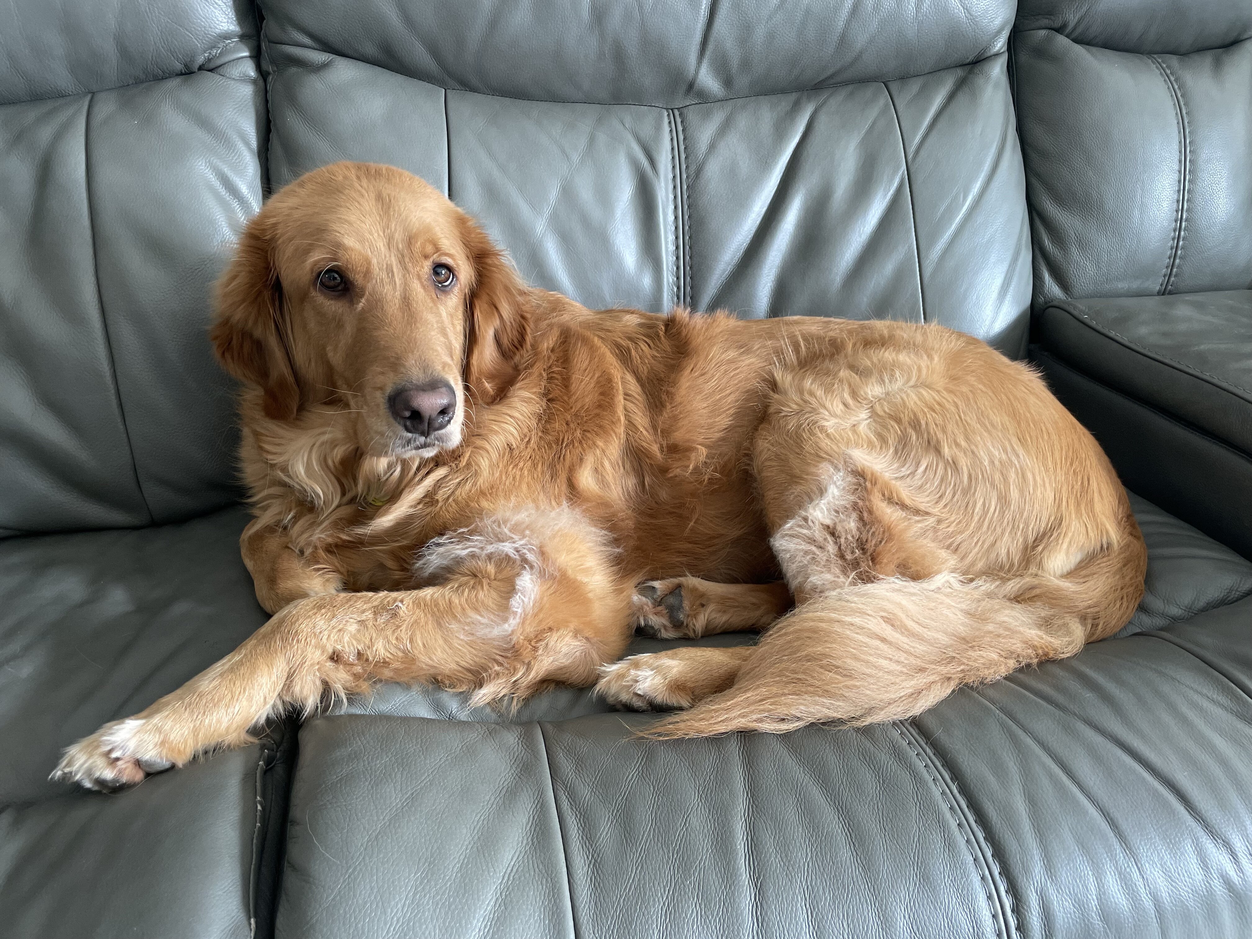 Golden Retriver image 2