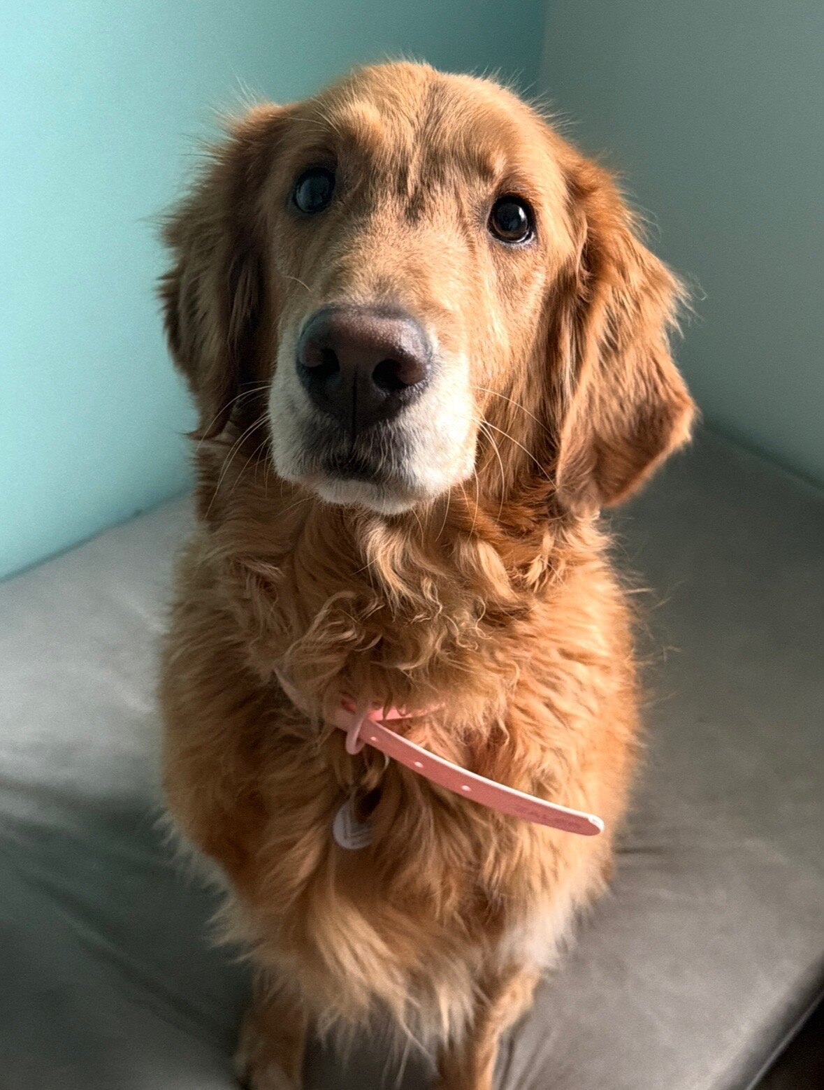 Golden Retriver image 1