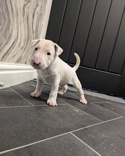 english bull terrier available image 1