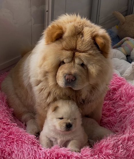 well-handled chow chow image 1