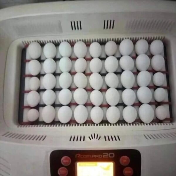 Parrots Eggs For Sale image 3