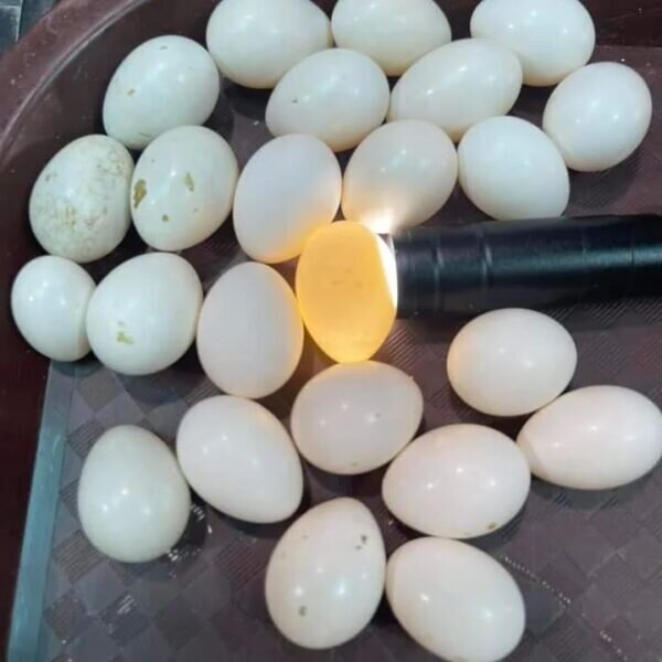 Parrots Eggs For Sale image 1