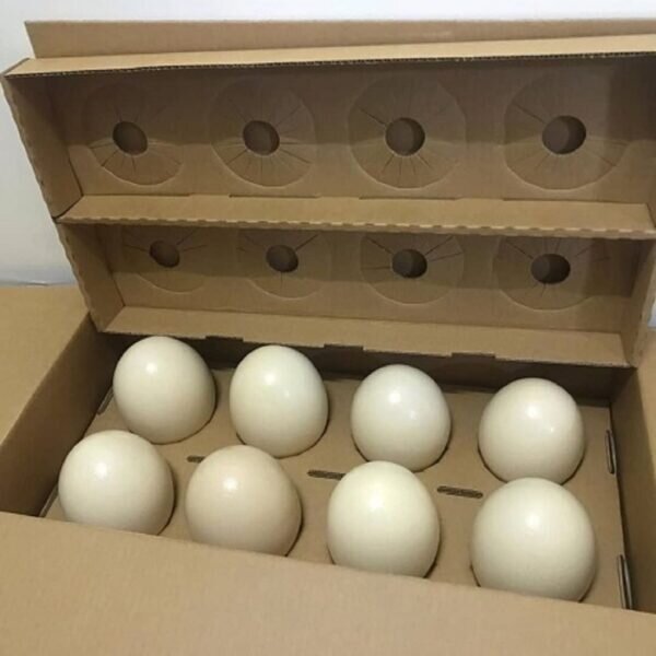 Parrots Eggs For Sale image 2