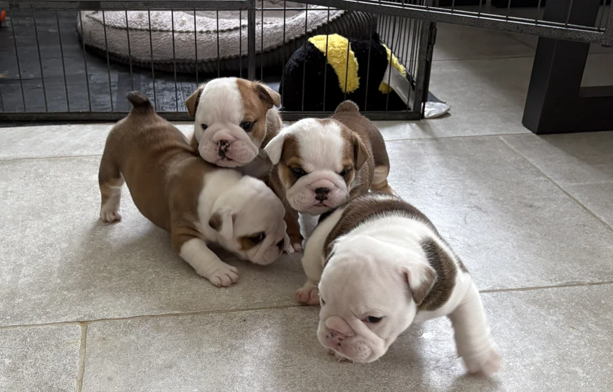 Offering british bulldogs image 1