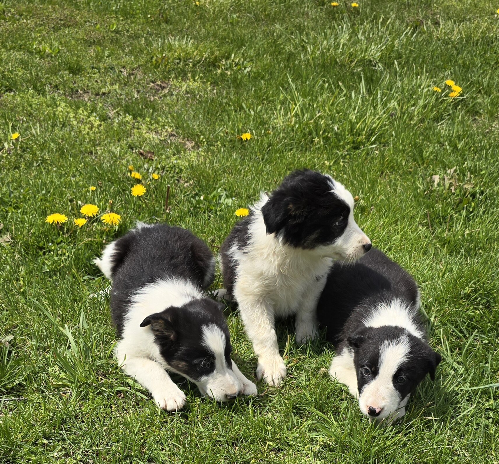 Border Collie Puppies image 1