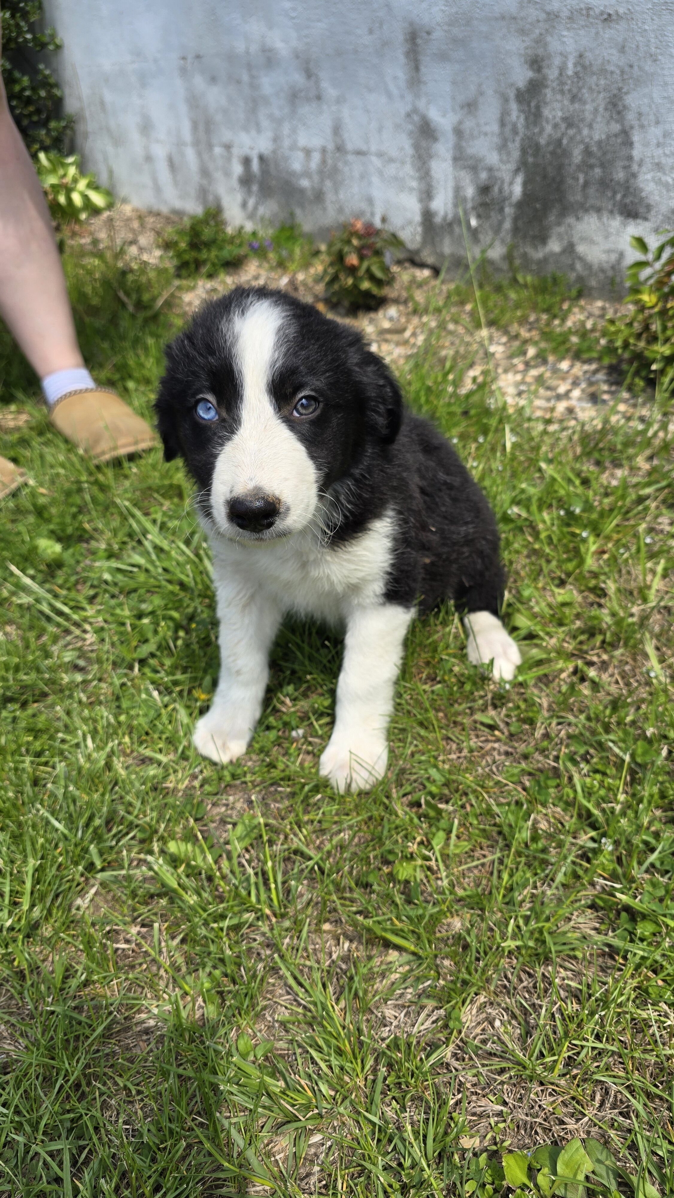 Border Collie Puppies image 2