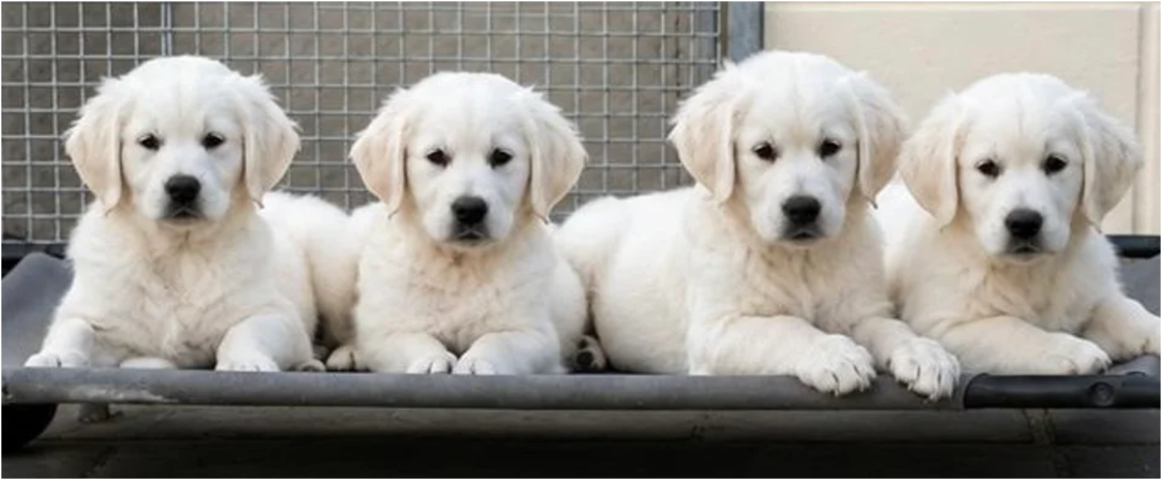 Beautiful Golden Retriever Puppies – 2 Boys & 2 Gi image 1