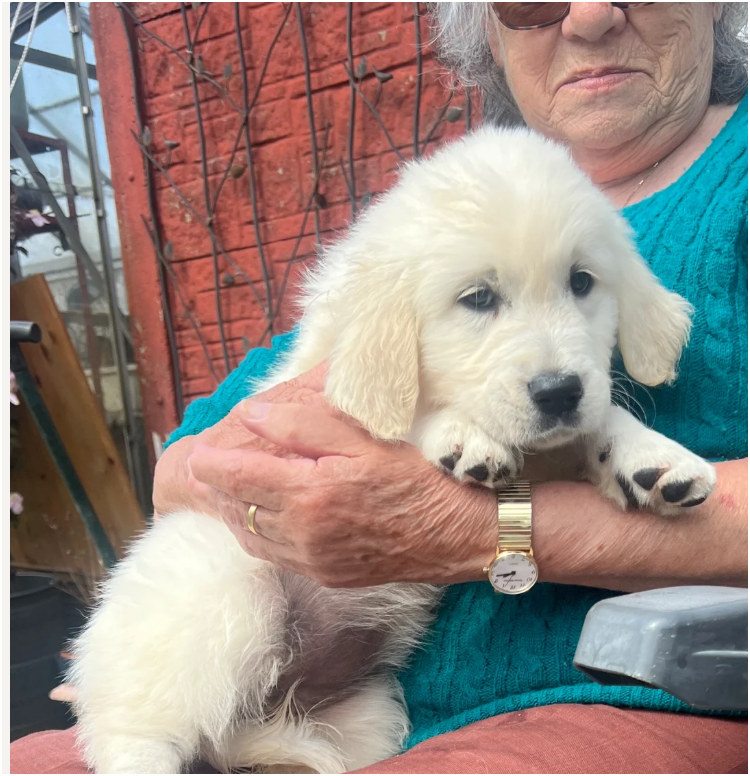 Beautiful Golden Retriever Puppies – 2 Boys & 2 Gi image 6