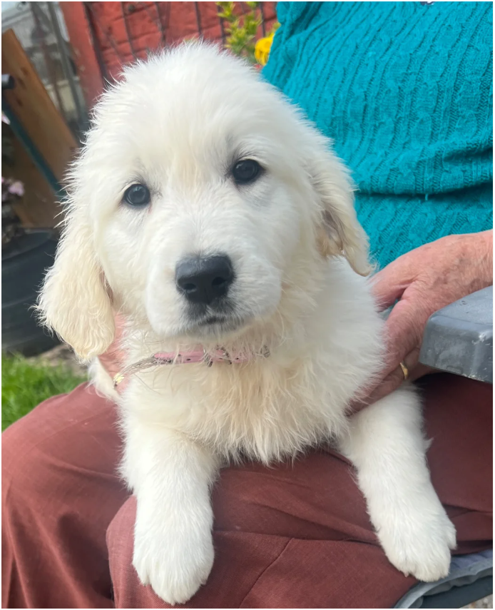 Beautiful Golden Retriever Puppies – 2 Boys & 2 Gi image 7