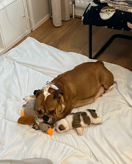 Female english bulldog puppy image 1