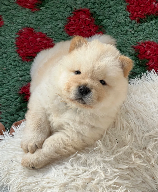 Thick coats  chow chow pups image 1