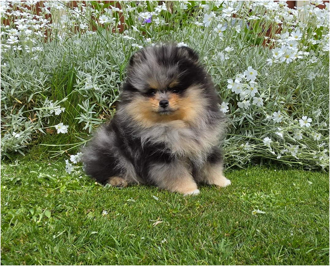Adorable Pomeranian Puppies – 1 Boy & 2 Girls Avai image 1