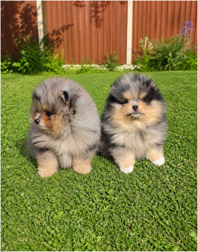 Adorable Pomeranian Puppies – 1 Boy & 2 Girls Avai image 2