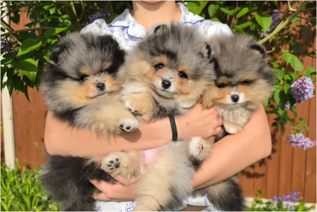 Adorable Pomeranian Puppies – 1 Boy & 2 Girls Avai image 3