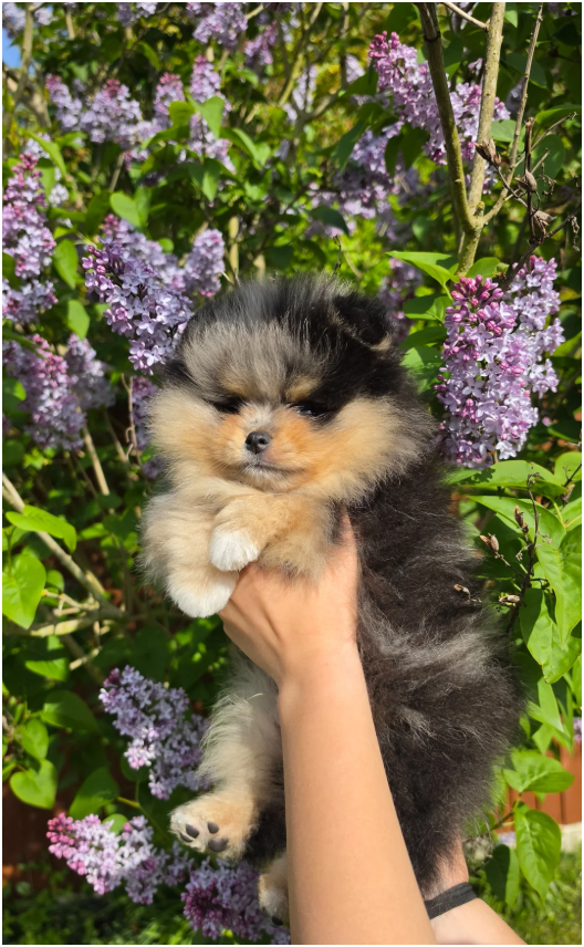 Adorable Pomeranian Puppies – 1 Boy & 2 Girls Avai image 4